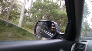 Road Trip around AustraliaSydney to Melbourne🇦🇺🚗 Pt4 [upl. by Akim]