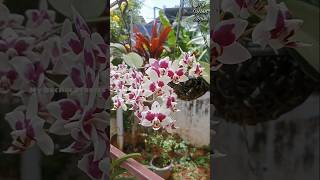 Phalaenopsis orchid gardening orchidsgarden orchidgarden plants garden [upl. by Vullo]