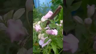 The pink colour Tecoma vine plant [upl. by Antrim790]