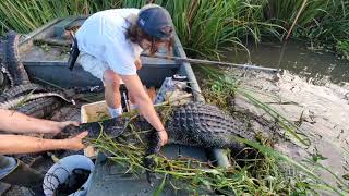 ALLIGATOR HUNT in Manchac Louisiana 2023 [upl. by Nirtiak]