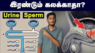 ஆண்கள் கட்டாயம் தெரிந்து வைத்திருக்க வேண்டிய உறுப்பு  Prostate gland  working amp mechanism [upl. by Trebreh]