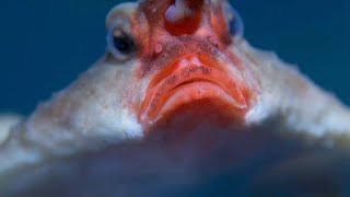 Red Lipped Batfish [upl. by Marchese]