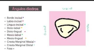 CARAS DE LOS DIENTES INCISIVOS  ANATOMÍA DENTAL [upl. by Eastman459]