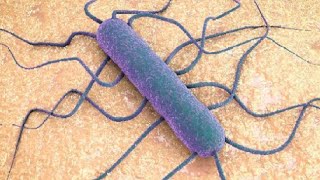 Listeria monocytogenes  Symptoms causes and treatment [upl. by Seabrook974]