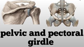 difference between pelvic ana pectoral girdle  anatomy of shoulder and hip girdle  bones of girdle [upl. by Anos]