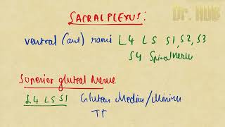 Sacral plexus [upl. by Ladnar452]