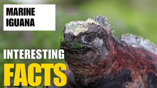 Exploring the Fascinating World of Marine Iguana  Interesting Facts  The Beast World [upl. by Viviana]