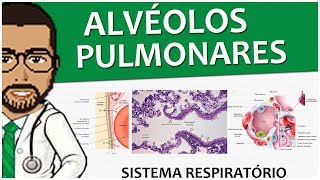 Sistema Respiratório 15  Os alvéolos pulmonares  Pulmões vídeoaula [upl. by Moe]