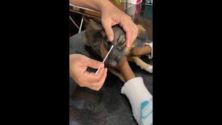 parvo virus case on puppy and treatment [upl. by Hayton839]