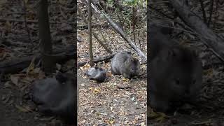 A day in a wombats life • WombatLife wildlifedaily animals [upl. by Siegfried]