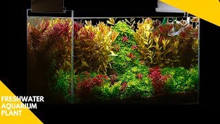 Planted Aquarium  Most Underrated Aquarium Plant [upl. by Imrots]