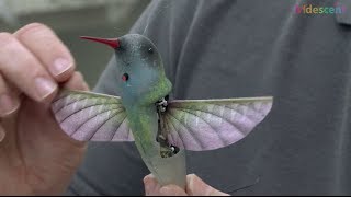 How does this hummingbird robot ornithopter fly  STEM kids [upl. by Frendel319]