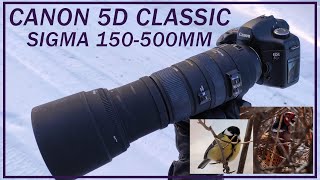 Canon 5D Classic  Sigma 150500mm  POV Wildlife Photography [upl. by Vince]