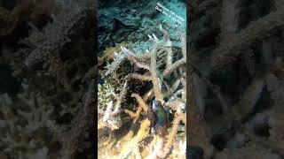 Mandarin fish mating during sunset dive at Lembeh [upl. by Horten868]