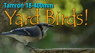 Tamron 18400mm  Wildlife Photography  Wildlife Video  4k  Louisiana Summer Birds [upl. by Woodman791]