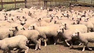 3 x Lots 225 1st X Ewe Lambs  Ac Hazeldean Pty Ltd [upl. by Bruns]