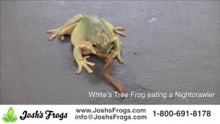 What do Whites Tree Frogs eat [upl. by Haywood966]