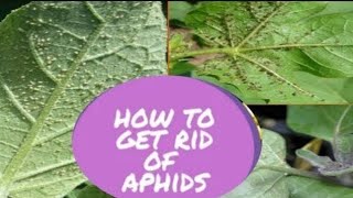 how to get rid of Aphids with simple organic techniques  Organic pesticide to get rid of Aphids [upl. by Eirrok]