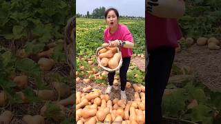 Pumpkin harvesting 🎃🎃 from farm amp cutting sound fresh pumpkin shorts pumkin satisfying [upl. by Lidstone]