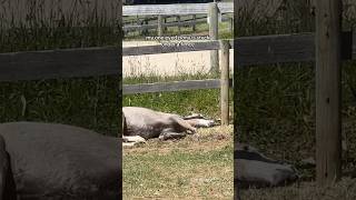 My one eyed pony is stuck UNDER a fence pony welshpony equestrian equestrianlife horse [upl. by Nasya697]