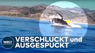 SCHOCK BEIM WHALE WATCHING Buckelwal verschluckt Kajakfahrerinnen [upl. by Annaear993]