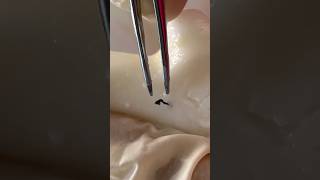 Mochi pimple popping visualasmr oddlysatisfying fypシ゚viral mochipimplepopping mochicatpaw cats [upl. by Anrym]