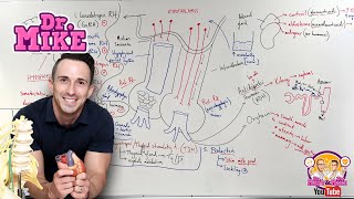 Hypothalamic Pituitary Hormones [upl. by Asil456]