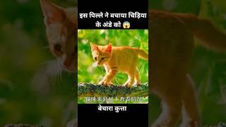 एक पिल्ले ने बचाया चिड़िया के अंडे को 😱  short movie dog cartoon [upl. by Nebuer663]