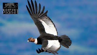 The Majestic Andean Condor A Closer Look [upl. by Fraya883]