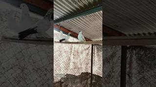 MANASIYA PIGEON FARM BADARGADH FOR SALE VLOG kabutarbazi shorts ytviral pigeon [upl. by Beesley427]