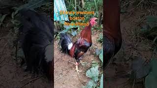 2times wenners backyardboston Roundhead kuya Freddie vlogs short [upl. by Oos]