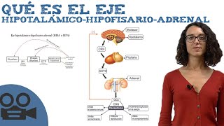 Qué es el Eje hipotalámicohipofisarioadrenal [upl. by Retluoc]