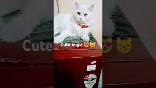 Bugu raaja 😻😽cat catie catart youtuber catlover youtubeshorts viralvideo reels popular [upl. by Dafna227]