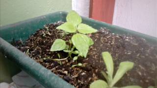 Tutorial Rápido Cómo Sembrar Moras en Casa  How to grow blackberries at home [upl. by Aliled]