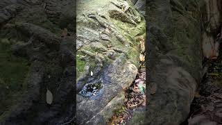 Vishnu Reclining on the Natural Rock in Kbal Spean River travel history nature [upl. by Barraza]