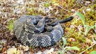 Timber Rattlesnake Rattling [upl. by Anertal]