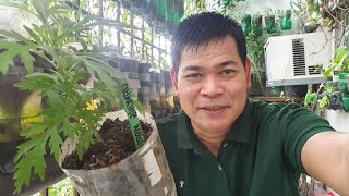 MAY LAGNAT UBO at SIPON KA BA KNOCKOUT IYAN SA DAMONG MARIA with ENG subs [upl. by Rexford655]