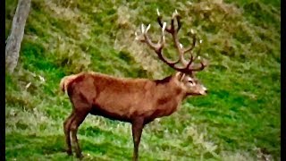 Hunting Red deer with 270 rifle 3 shots 3 kills in 30 secondes in New Zealand part 74 [upl. by Dennet]