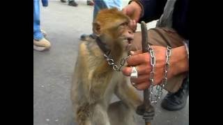 ► Marrakech les singes de la place Jamaâ El Fna [upl. by Jarad]