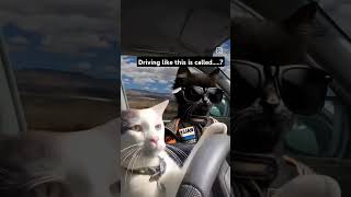 Catastrophic 😂😂 funny catfunny cats [upl. by Enimzzaj407]