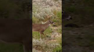 A forky whitetail on the move [upl. by Norse]