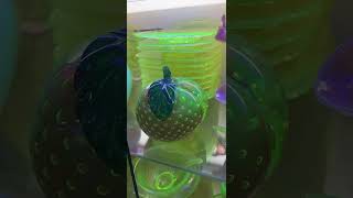 Worlds Largest Uranium Glass Collection  Hawley Antique Exchange  Tiktok Live Recap [upl. by Ford]