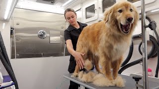 MASSIVE Undercoat Removal On Lion Dog [upl. by Rubie]