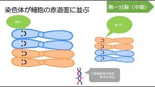 44高校生物「減数分裂」2022 [upl. by Garrett254]