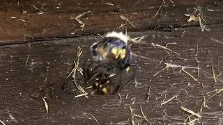 Steatoda nobilis  false widow vs bumblebee [upl. by Buck]