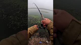 fishing part 38 1m views shorts youtubeshorts [upl. by Wyatan677]