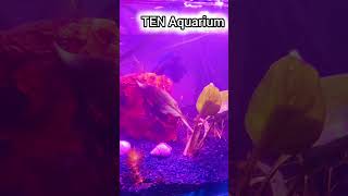 How to live aquarium plant ☘️aquarium plants shortfeed shorts tamil fish liveplan [upl. by Perkin]