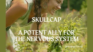 Skullcap  A Plant Ally for the Nerves [upl. by Sang]