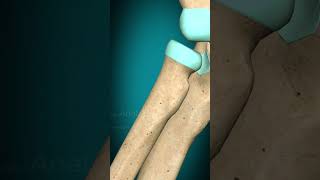 Elbow joint pronation supination Elbow [upl. by Ekrub649]