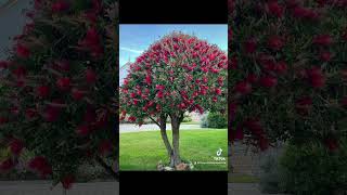 Bottlebrush tree 🌳 viralvideo shorts bottlebrush tree [upl. by Haggerty43]